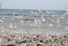 Seeschwalbe (5 von 7).jpg